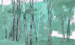 Fototapeta artystyczna Firen drzewa las