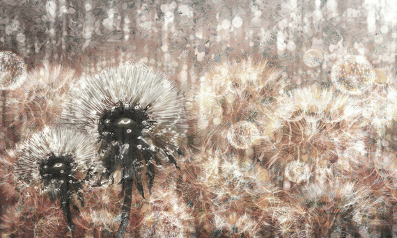 Tapeta Artystyczna Dandelion 