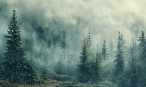 Tapeta Artystyczna Forest in the fog